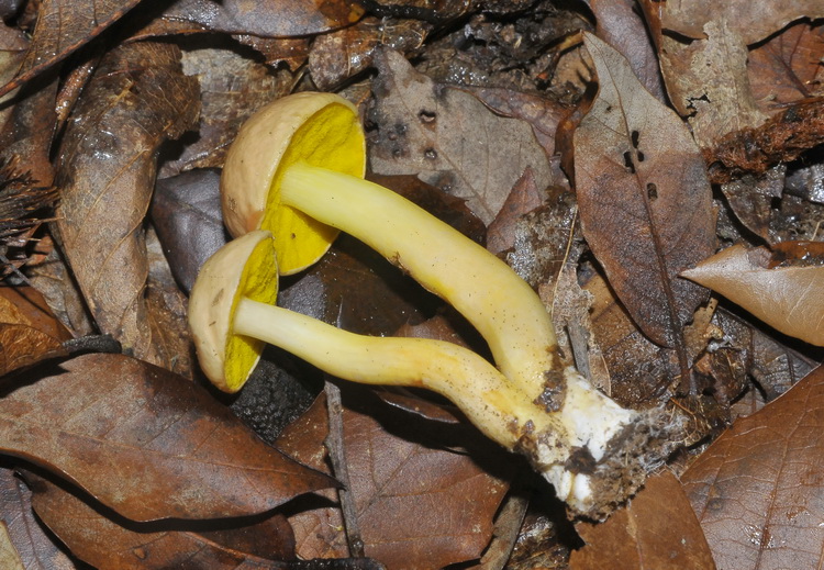Aureoboletus gentilis (Qul.) Pouzar